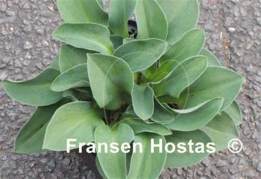 Hosta Macho Mouse