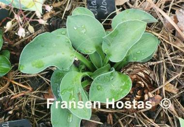 Hosta Macho Mouse