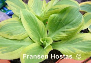 Hosta Mack the Knife