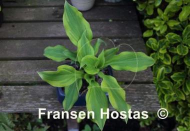 Hosta Mack the Knife