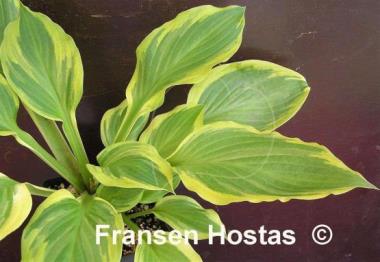 Hosta Mack the Knife