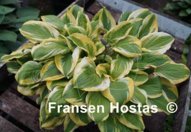 Hosta Mack the Knife