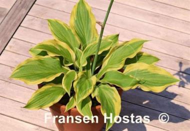 Hosta Mack the Knife