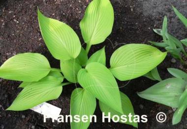 Hosta Madam