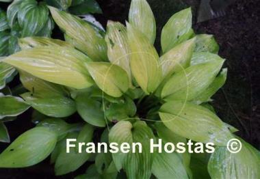 Hosta Madam