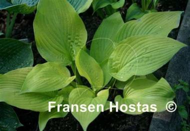 Hosta Madam