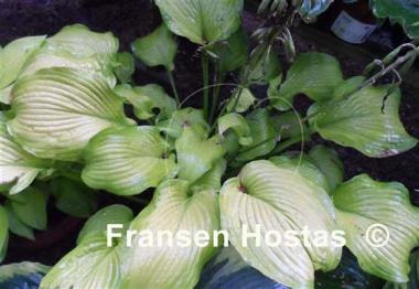 Hosta Made You Look