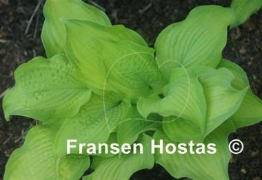 Hosta Made You Look