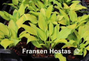 Hosta Made in Spades