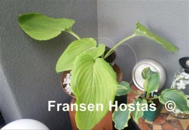 Hosta Maekawa