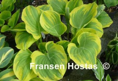 Hosta Magic Fire