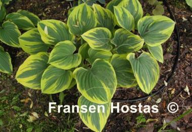 Hosta Magic Fire