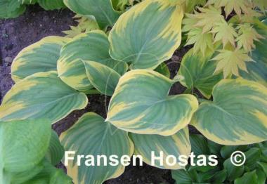 Hosta Magic Fire