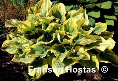 Hosta Magic Fire