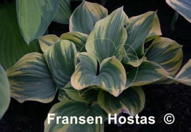 Hosta Magic Fire