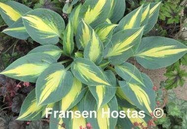 Hosta Magic Island