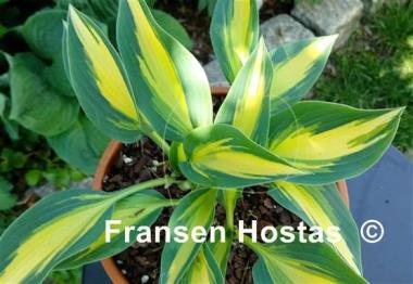 Hosta Magic Island