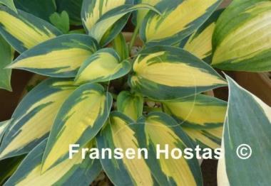 Hosta Magic Island