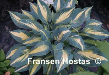 Hosta Magic Island