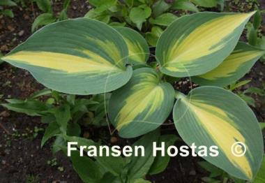 Hosta Magic Island