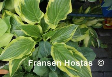Hosta Majestic