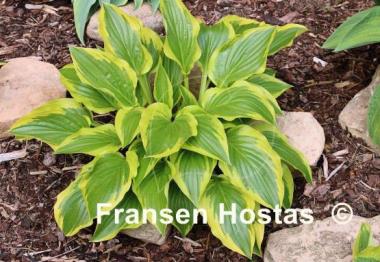 Hosta Majestic