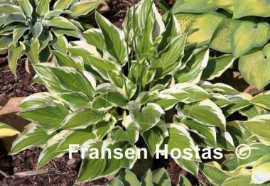 Hosta Majestic