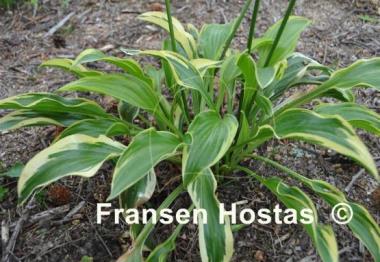 Hosta Majestic