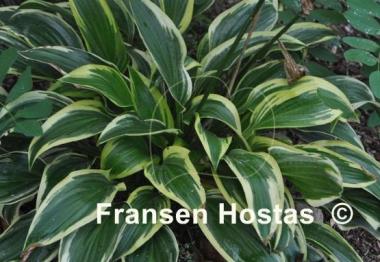 Hosta Majestic