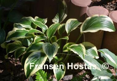 Hosta Majestic