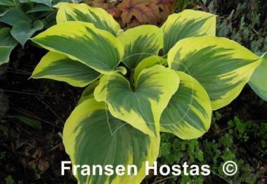Hosta Majesty