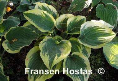 Hosta Majesty
