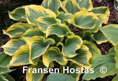 Hosta Majesty