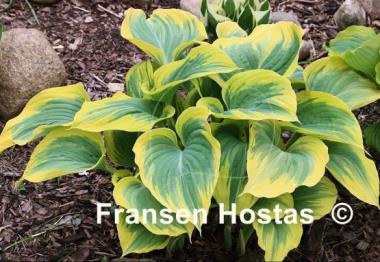 Hosta Majesty