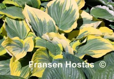 Hosta Majesty