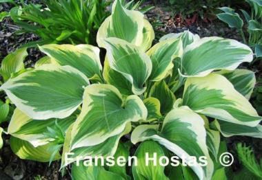 Hosta Majesty