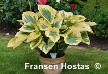 Hosta Majesty