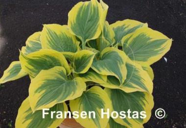 Hosta Majesty