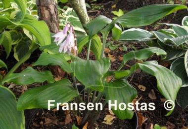 Hosta Major Tom