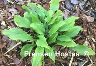 Hosta Major Tom
