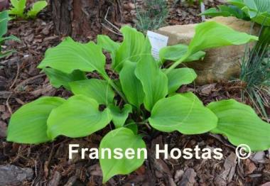 Hosta Major Tom