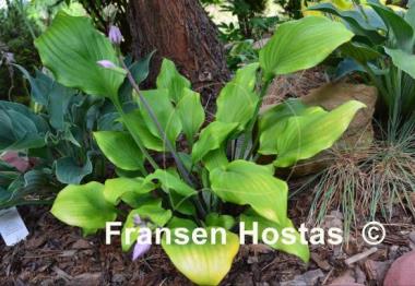 Hosta Major Tom
