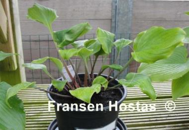 Hosta Major Tom