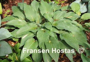Hosta Majordomo