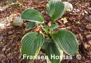Hosta Malabar