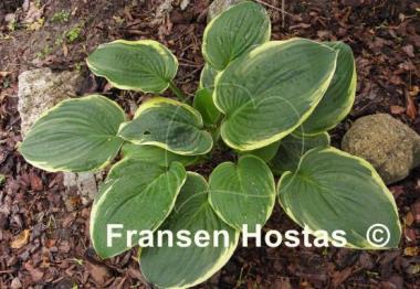 Hosta Malabar