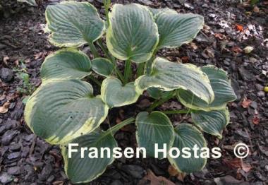 Hosta Malabar