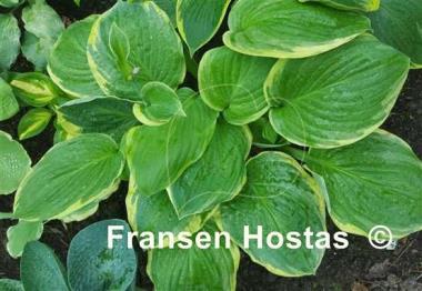 Hosta Malabar