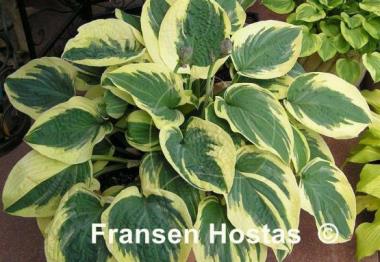 Hosta Mama Mia