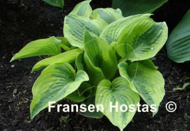Hosta Mama Mia